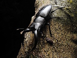 アマミノコギリクワガタ　梅雨明けから一気に活動を開始する　大顎が湾曲しとてもカッコよい