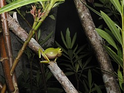 ハロウェルアマガエル　3月から6月の繁殖時期になると水辺に大量に集まる