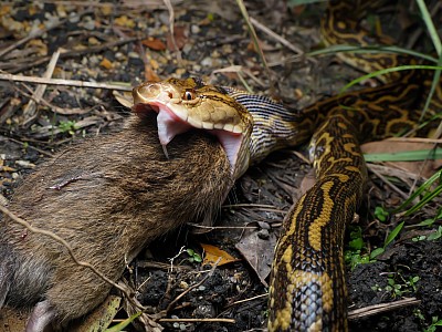クマネズミを捕食するハブ