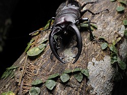 アマミノコギリクワガタ