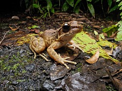 アマミハナサキガエル