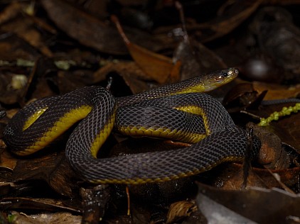 アマミタカチホヘビ