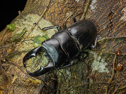 アマミヒラタクワガタ