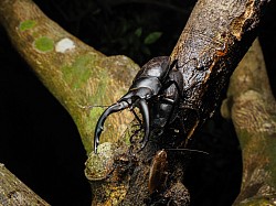 アマミノコギリクワガタ